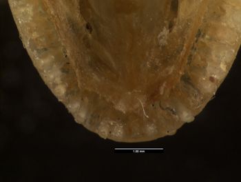 Media type: image;   Herpetology R-131561